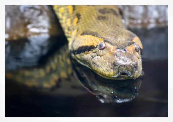 Anakonda gleitet ins Wasser 