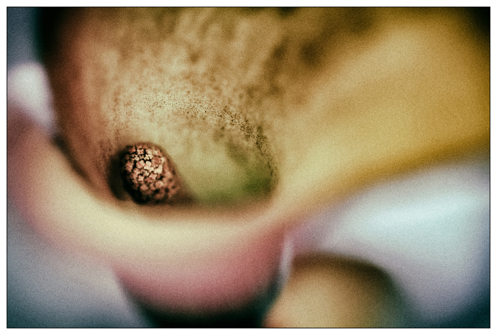 Analog Flowers #3 (reloaded)