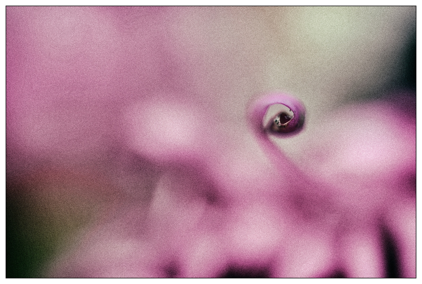 Analog Flowers #4 (reloaded)