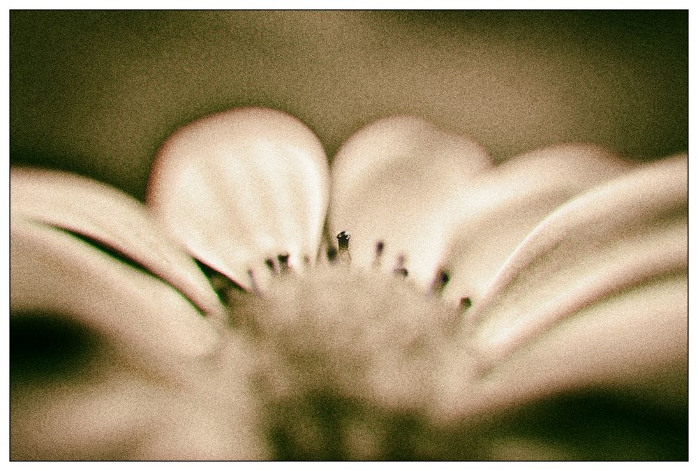 Analog Flowers #5 (reloaded)