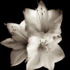 Analog Fomapan Amaryllis