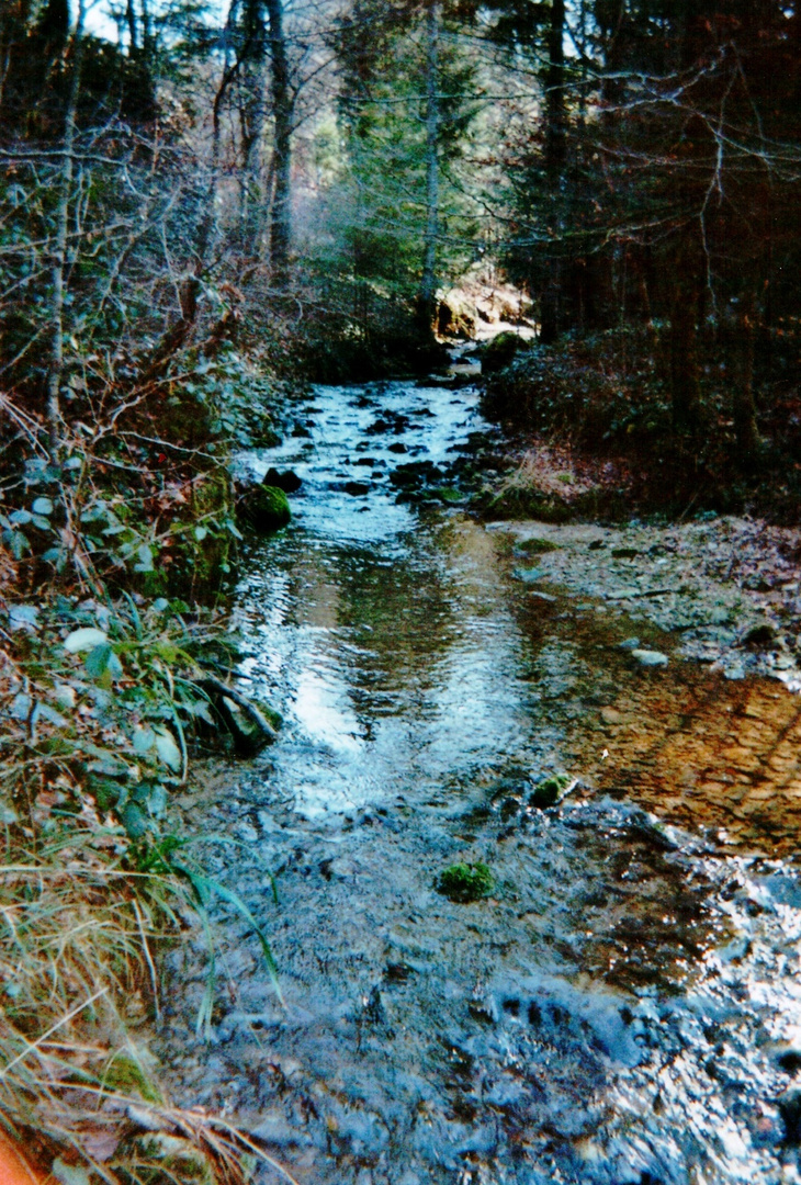 ANALOG. Frühling in seiner frischen, kühlen und farbigen Form.