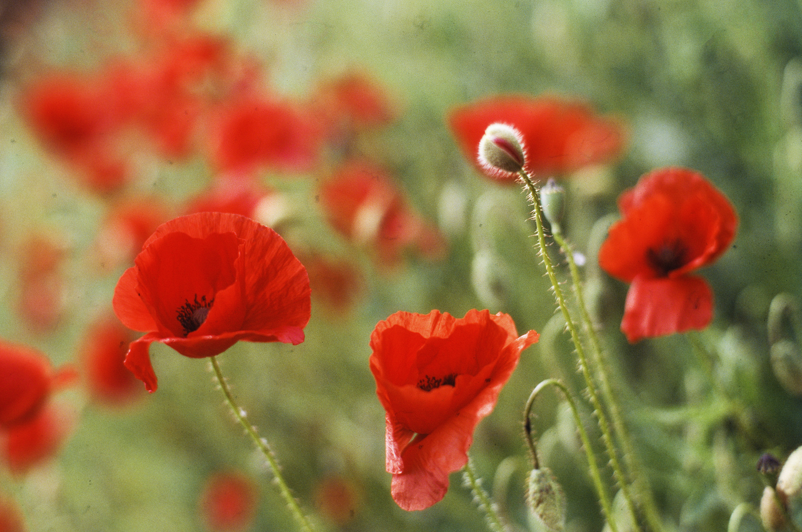 Analog-Mohn ....