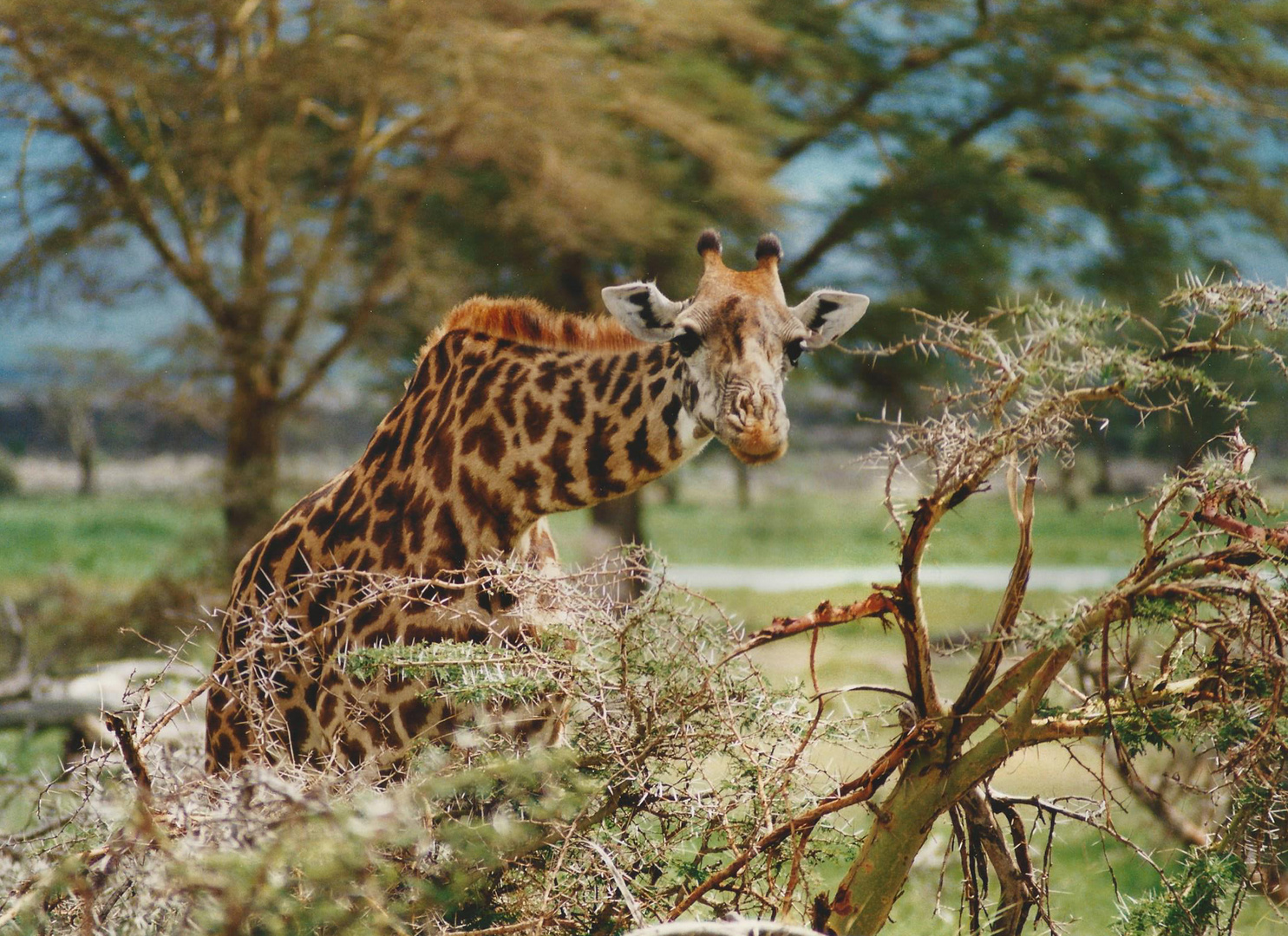 Analog - Wildlifefotografie