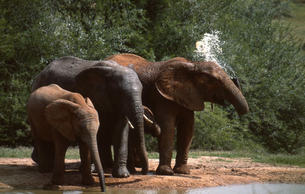 Analoge Elefanten