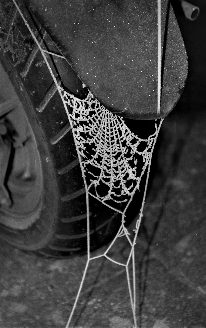 Analoges Fundstück zum Schwarzweißen Freitag - Spinnennetz im Winter