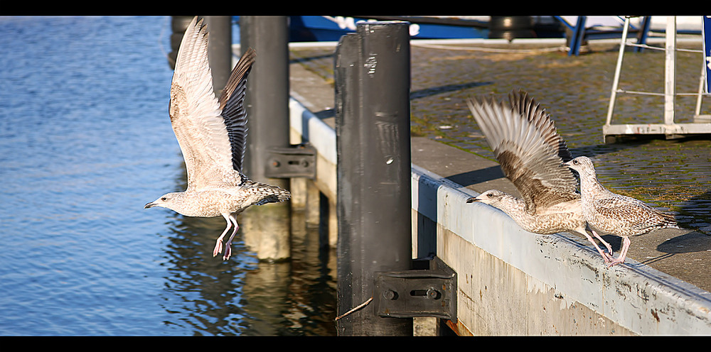 analogie des fliegens