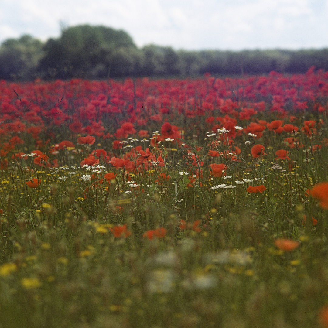 Analogquadrat-Mohn ....