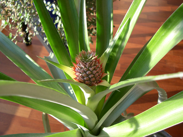 ananas