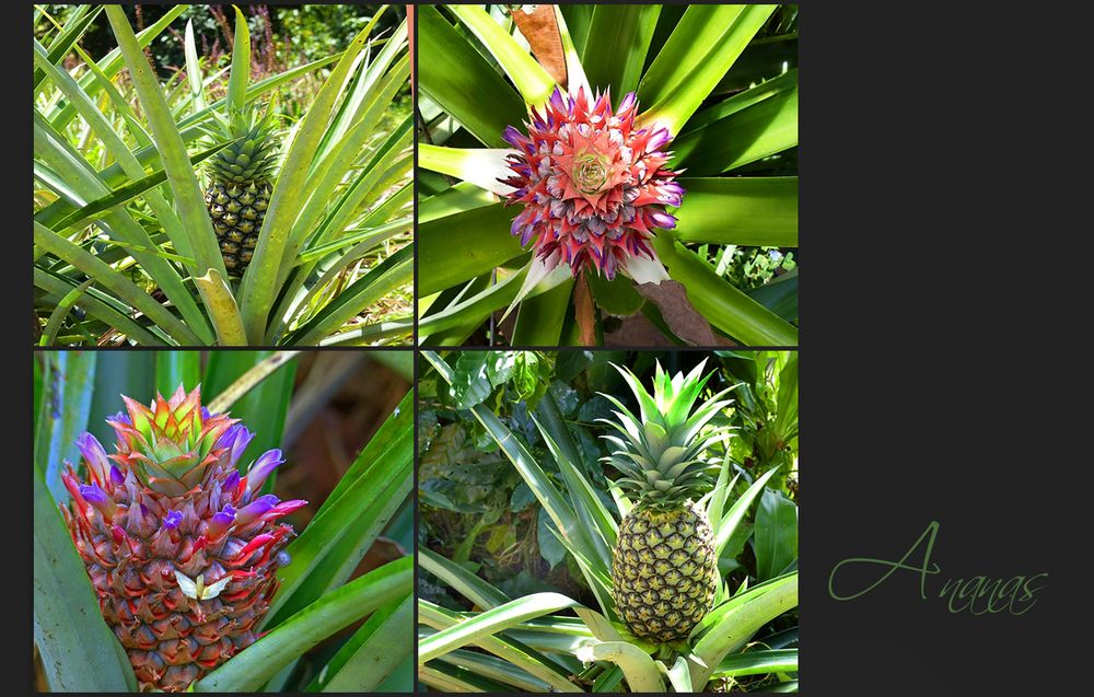 Ananas