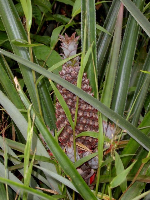 Ananas