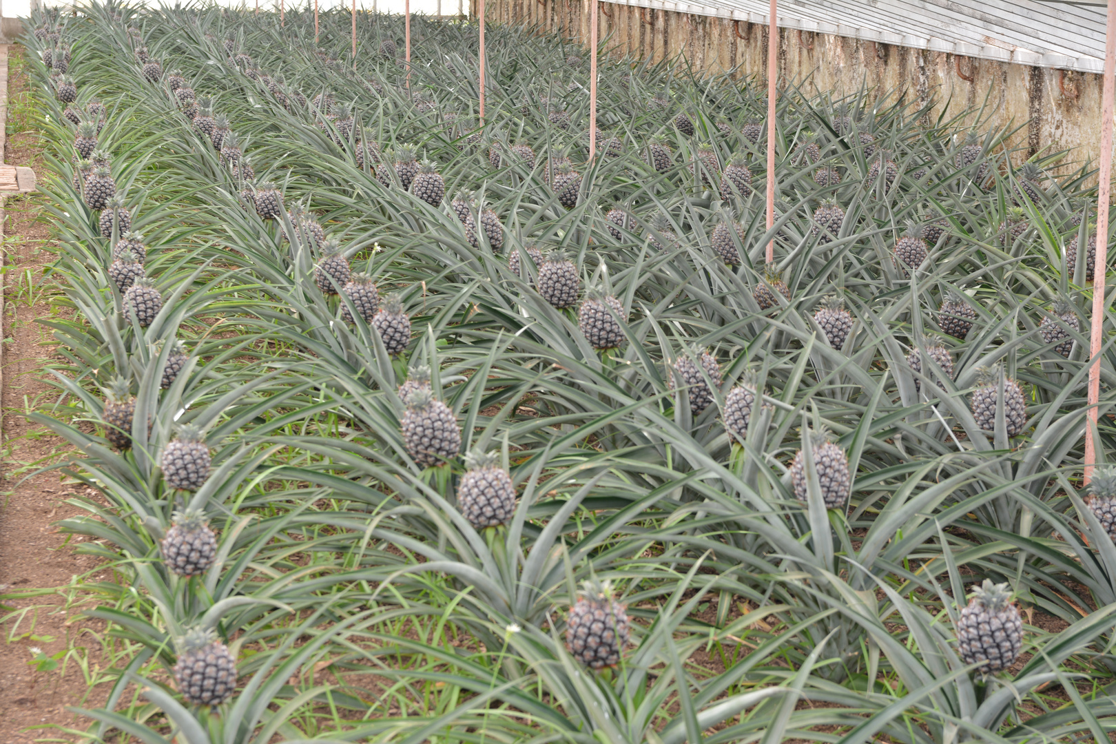 Ananas 4