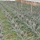 Ananas 4