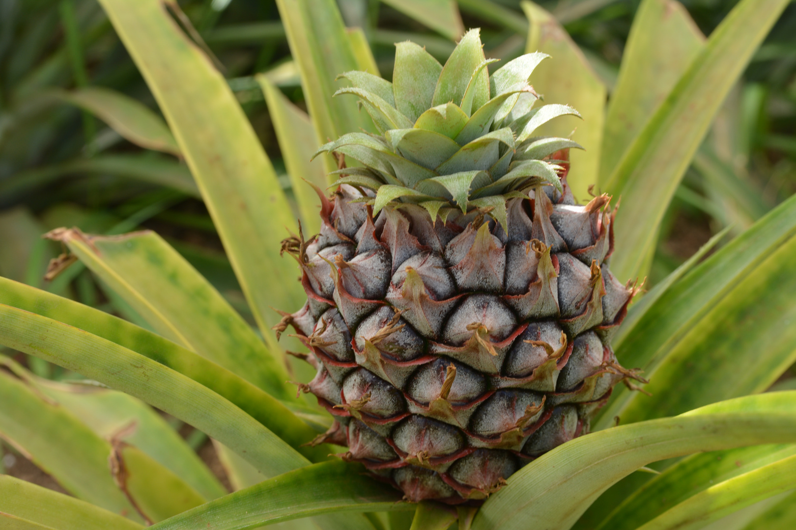 Ananas 5