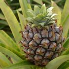 Ananas 5