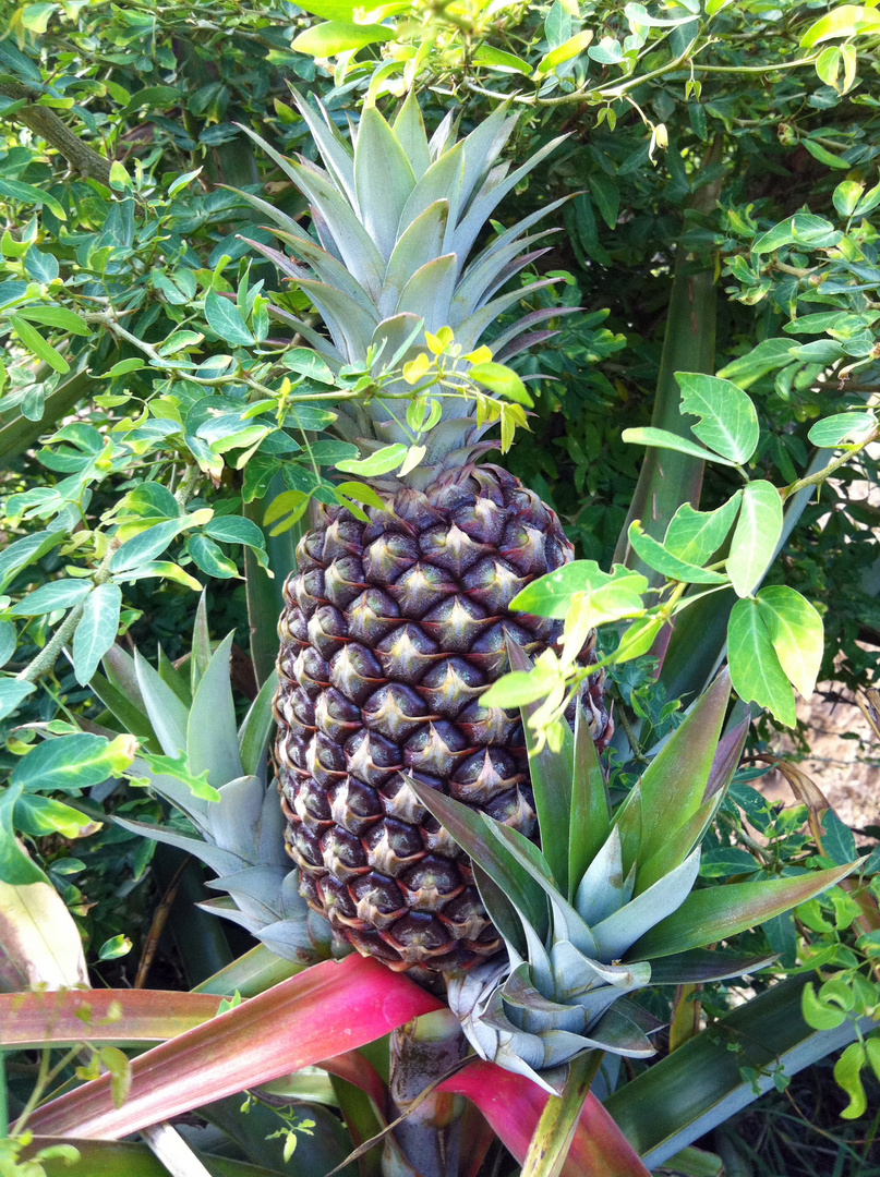 Ananas