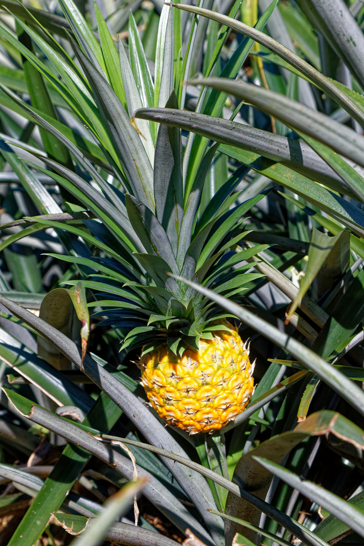 Ananas