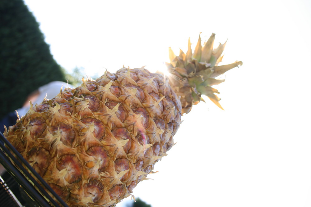 Ananas