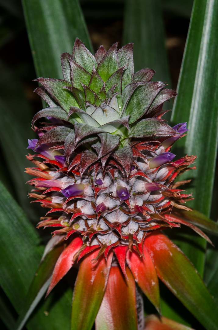 Ananas