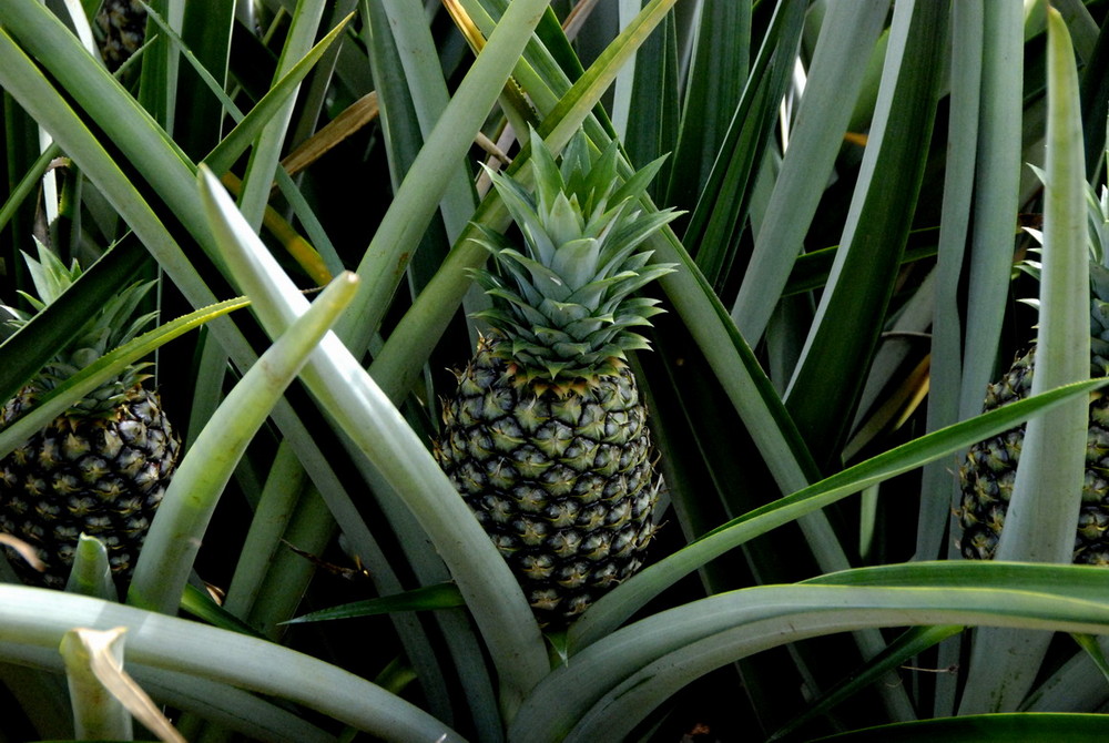 Ananas