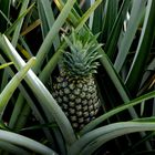 Ananas