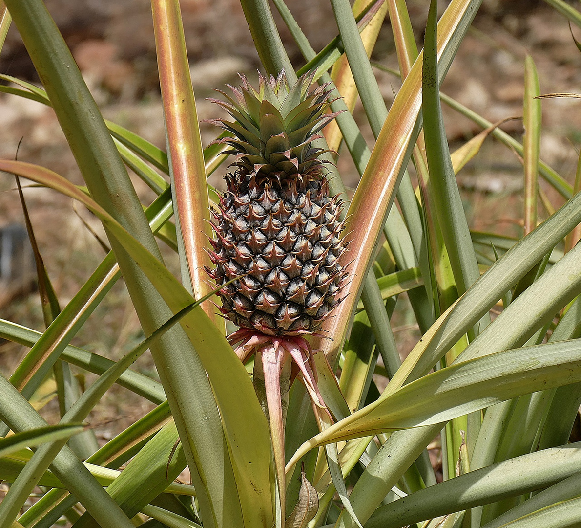Ananas am Strauch! Foto & Bild natur, plantage, pflanzen Bilder auf