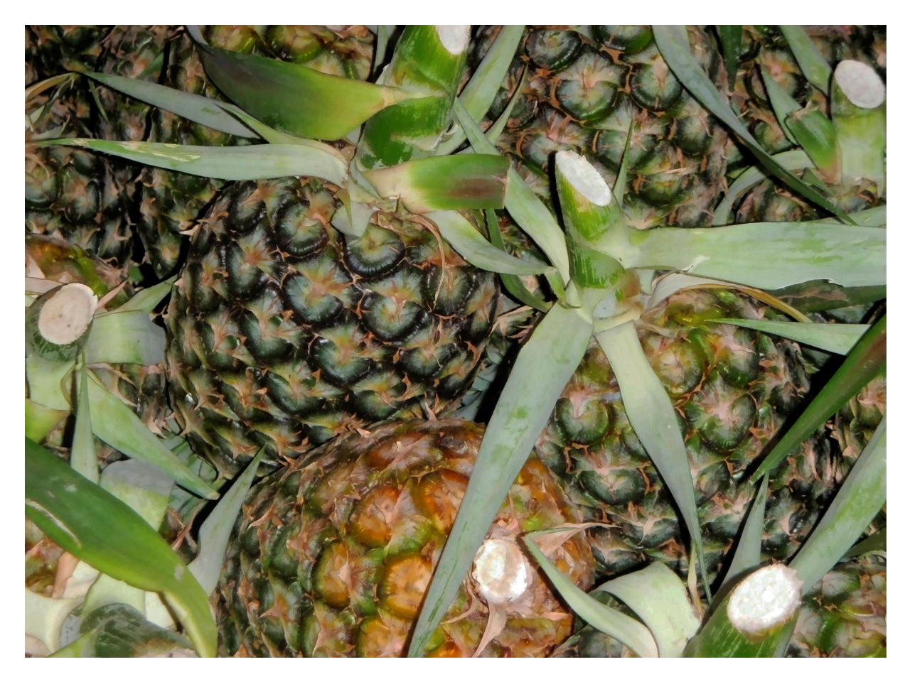 ANANAS