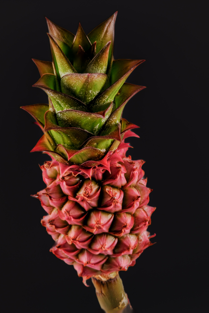 Ananas Blüte