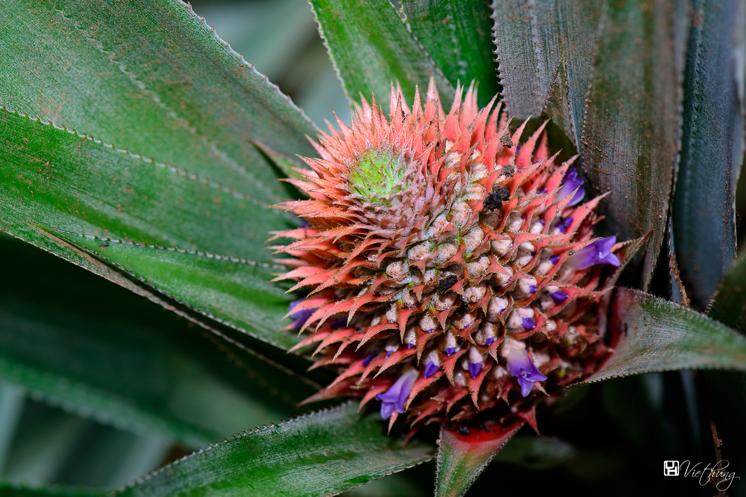 Ananas bracteatus