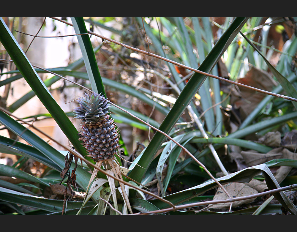 Ananas