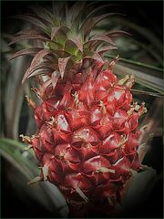 Ananas de flor 