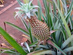 Ananas der anderen Art