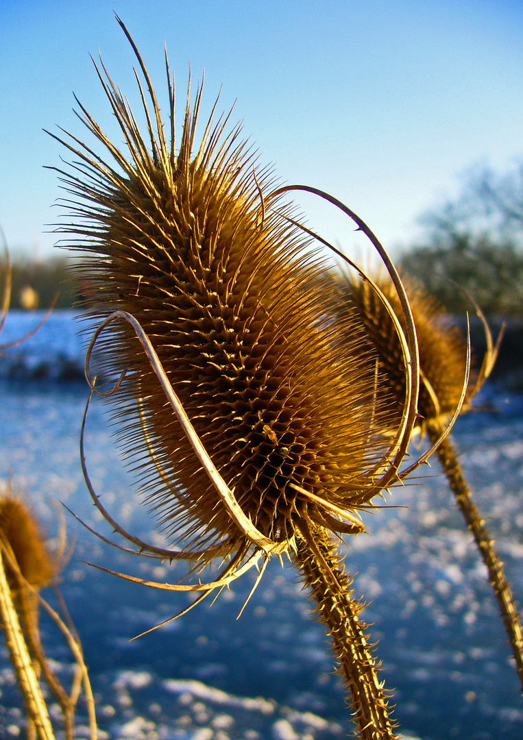 "Ananas des Nordens"