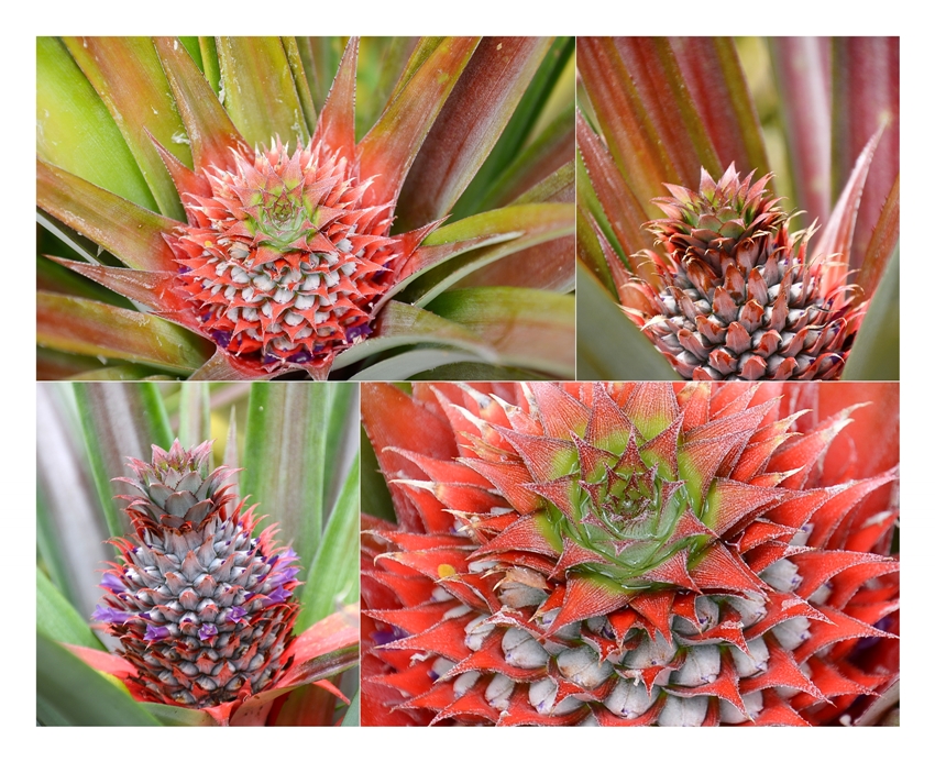 Ananas