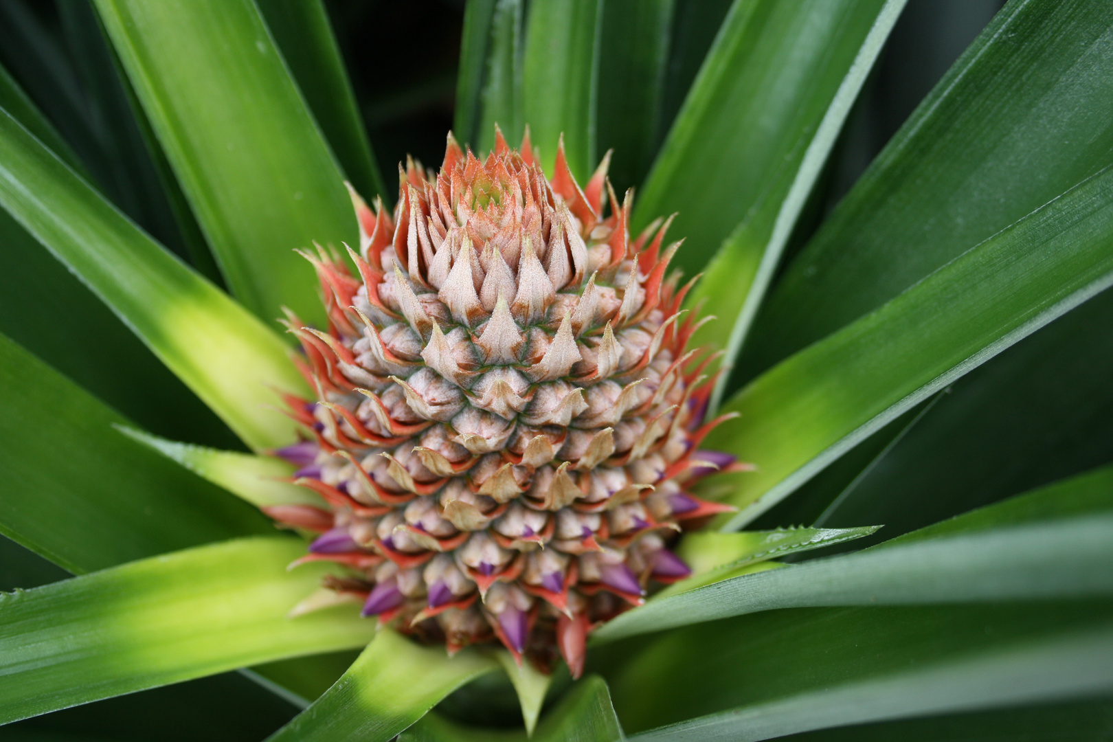 Ananas im Wachstum