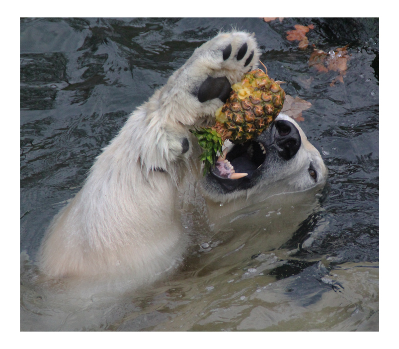 Ananas mit Eisbär