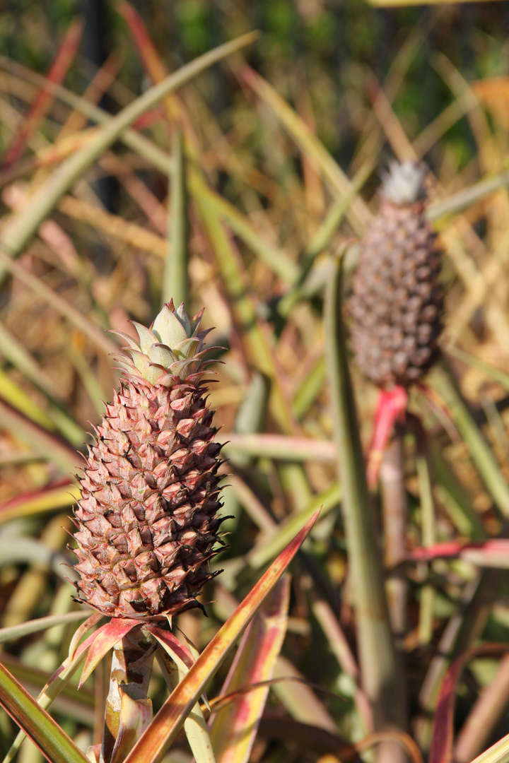 Ananas Plantage