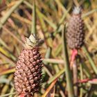 Ananas Plantage