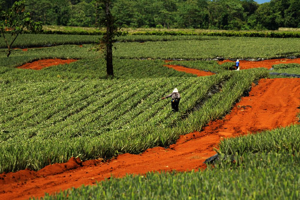 ananas plantage costa rica