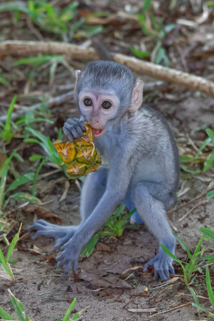 Ananas schmeckt