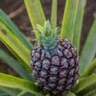 Ananas von der Ananasplantage von Dr. Augusto Arruda