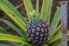 Ananas von der Ananasplantage von Dr. Augusto Arruda