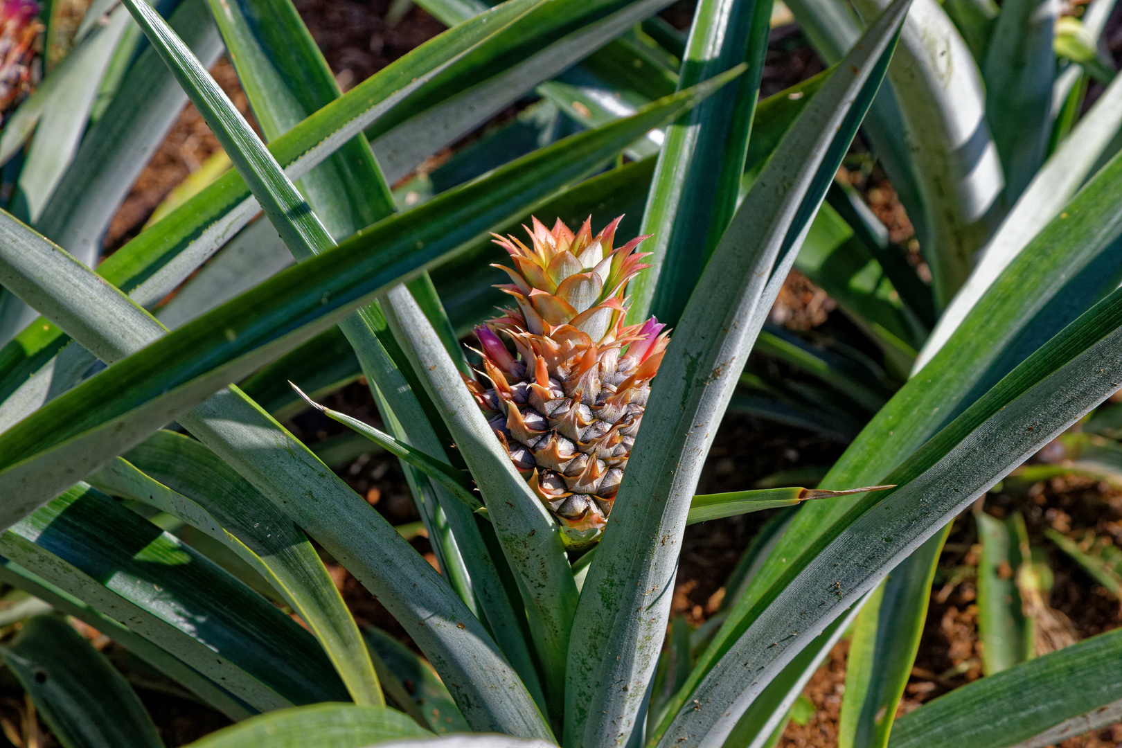 Ananas_1