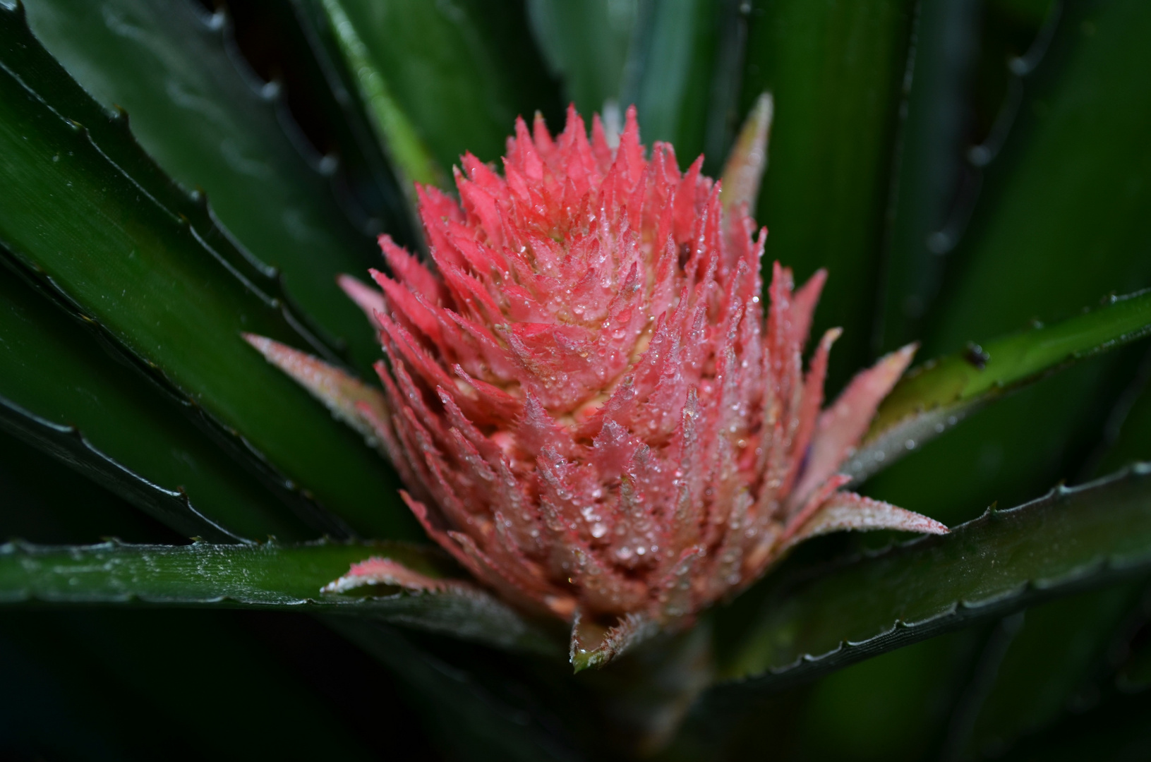 Ananasblüte (Bromeliaceae) Foto & Bild makro, natur, pflanzen Bilder