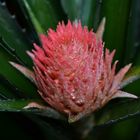 Ananasblüte (Bromeliaceae)