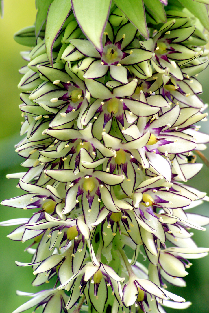 Ananasblume (Eucomis)