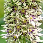 Ananasblume (Eucomis)