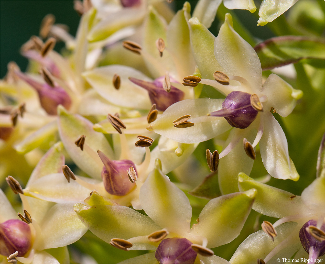 Ananasblume ( Eucomis comosa = Eucomis punctata)..