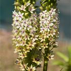 Ananasblume (Eucomis comosa = Eucomis punctata)