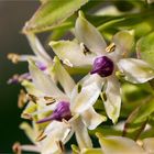 Ananasblume ( Eucomis comosa = Eucomis punctata).